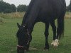 broodmare Goldregen (Welsh-Cob (Sek. D), 1996, from Bucklesham Hudwr Du Picadilly)