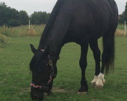 Zuchtstute Goldregen (Welsh-Cob (Sek. D), 1996, von Bucklesham Hudwr Du Picadilly)