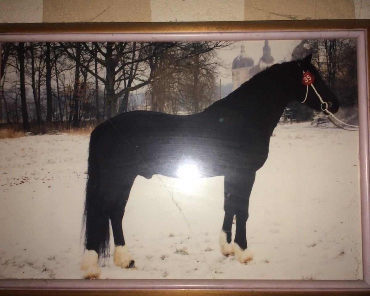 Deckhengst Bucklesham Hudwr Du Picadilly (Welsh-Cob (Sek. D), 1981, von Bucklesham Prince Arthur)