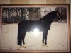 stallion Bucklesham Hudwr Du Picadilly (Welsh-Cob (Sek. D), 1981, from Bucklesham Prince Arthur)