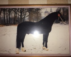 stallion Bucklesham Hudwr Du Picadilly (Welsh-Cob (Sek. D), 1981, from Bucklesham Prince Arthur)