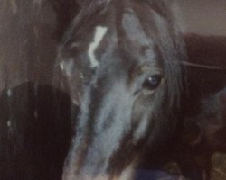 Zuchtstute Gwenny (Welsh-Cob (Sek. D), 1982, von Brenin Dafydd)