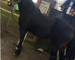 broodmare Golden Girl (Welsh-Cob (Sek. D), 1999, from Bucklesham Hudwr Du Picadilly)