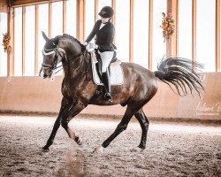 dressage horse Stanford 14 (Oldenburg, 2009, from Swarovski)