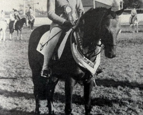 Pferd Towy Valley Maurice (British Riding Pony, 1975, von Tanner Mercury)