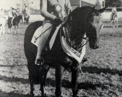 horse Towy Valley Maurice (British Riding Pony, 1975, from Tanner Mercury)