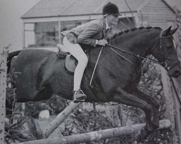 broodmare Bronzewood Duet (Welsh Partbred, 1980, from Kingsmead Medoc)