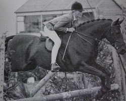 Zuchtstute Bronzewood Duet (Welsh Partbred, 1980, von Kingsmead Medoc)