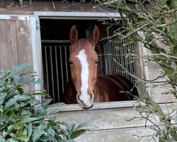 dressage horse First Dancing Queen (Hanoverian, 2017, from Fürsten-Look)