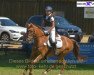 dressage horse Moorhills Matcho (New Forest Pony, 2002, from Major)