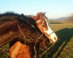 dressage horse Robin Hood (Welsh Mix, 2002)