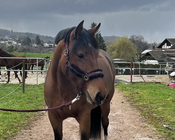 Pferd Coca Cabana (Freiberger, 2018, von Elio)