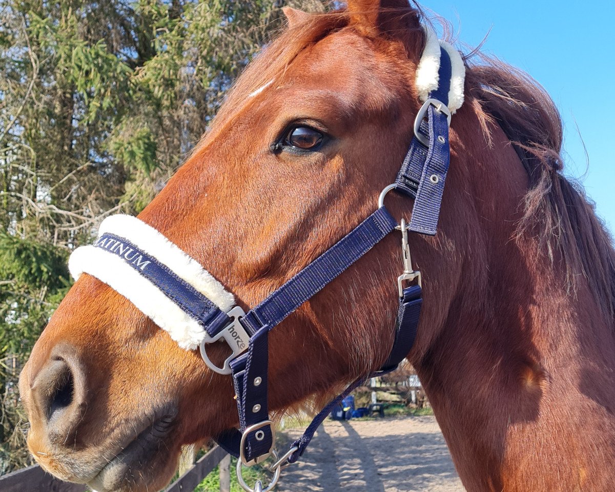 dressage horse Bolle (Oldenburg, 2019, from Blue Hors Baron)