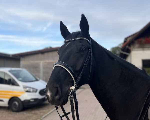 jumper Duke of India RS (Hanoverian, 2018, from Diacontinus)