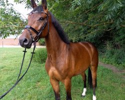 broodmare Cassiopeia (Westphalian, 2016, from Cavtat PKZ)