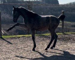 Springpferd Hengst von Chappeloup de Luze T / Fly High (Westfale, 2023, von Chappeloup de Luze T)