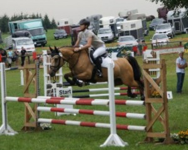 jumper Giglbergs Bellamie (German Riding Pony, 2007, from Derano Gold)