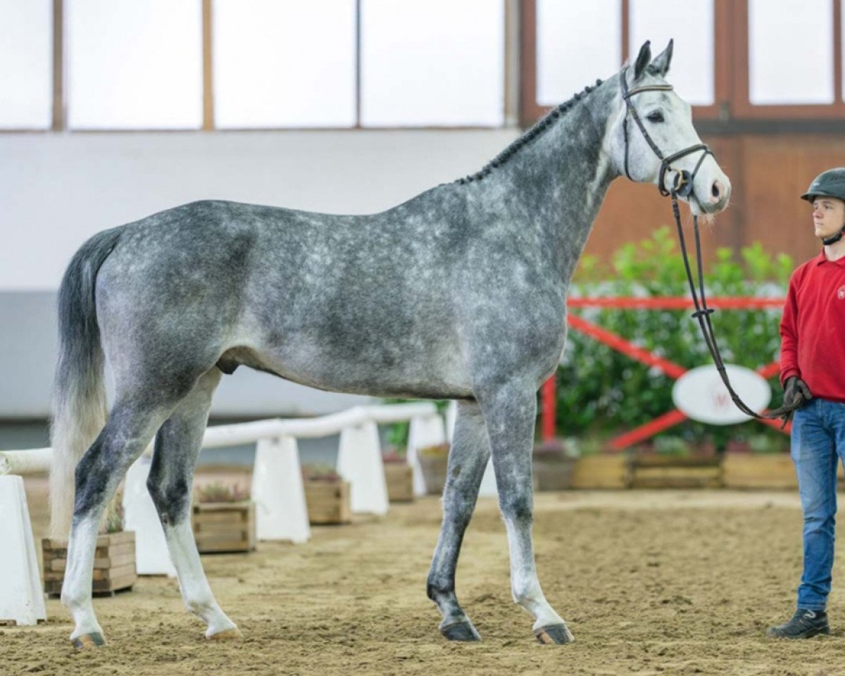 jumper Hieronimo 3 (German Sport Horse, 2018, from Hickstead White)