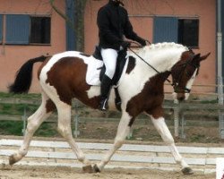 stallion Olympe de Pommeriaz (Selle Français, 2002, from Limbo)