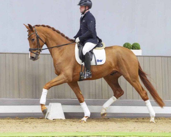 dressage horse Valissimo (Westphalian, 2021, from Viva Dance)