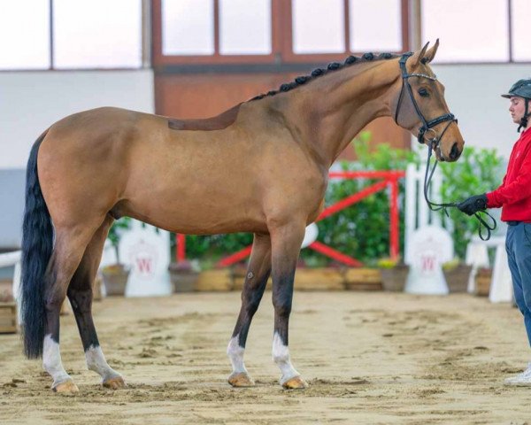 dressage horse Vitali 35 (Westphalian, 2020, from Vitalis)