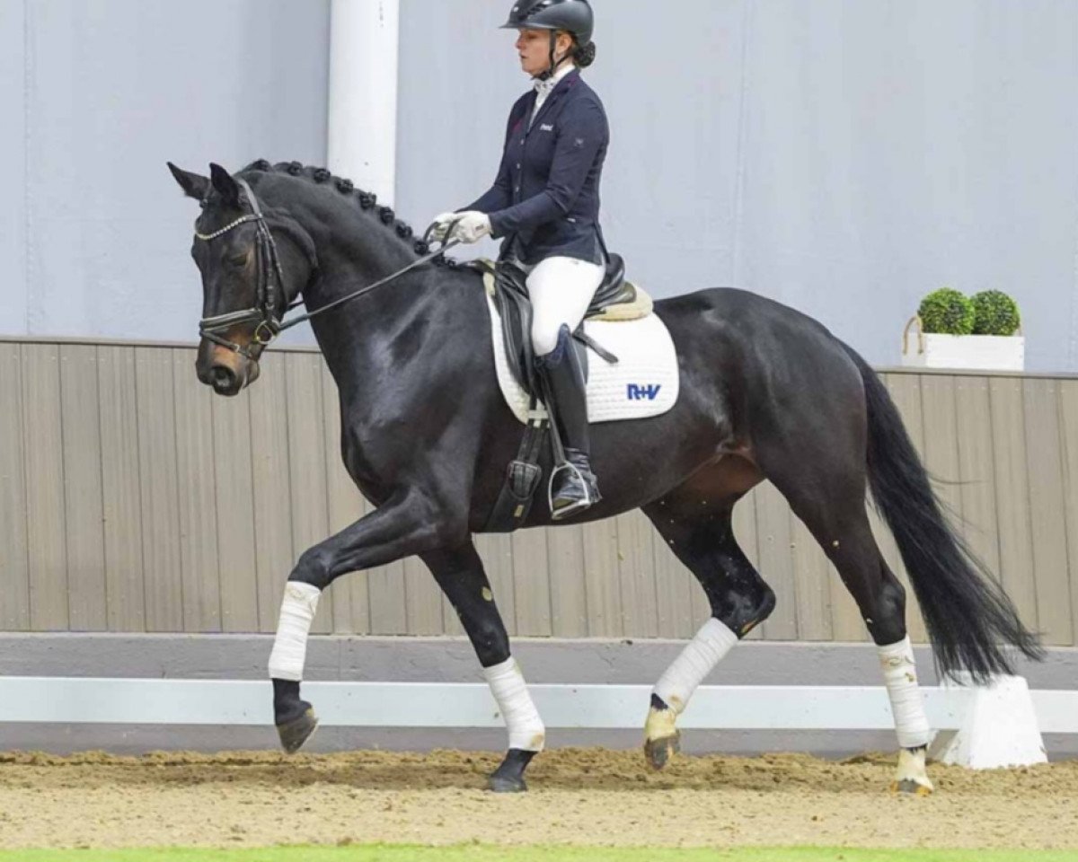 dressage horse Davinia 53 (Hanoverian, 2020, from Despacito 16)