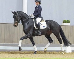 dressage horse Stute von Despacito / Wolkentanz II (Hanoverian, 2020, from Despacito 16)