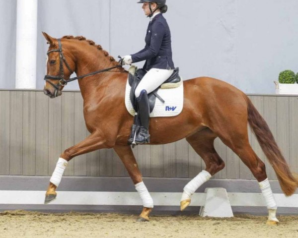 dressage horse For Florentin (Westphalian, 2020, from For Gold OLD)