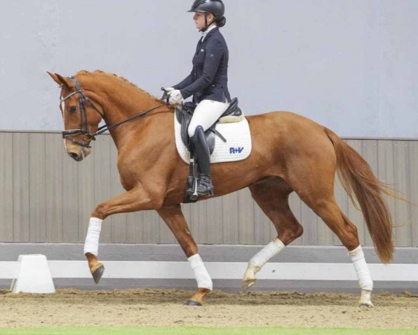 dressage horse Davina (German Sport Horse, 2020, from Donier)