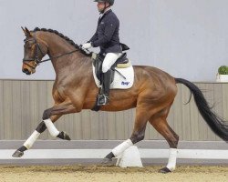 dressage horse Robbie Williams (Westphalian, 2019, from Rock Forever NRW)