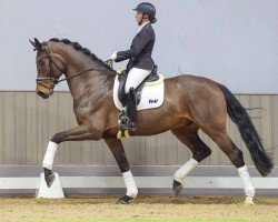 dressage horse Furnival (Westphalian, 2019, from Franziskus FRH)