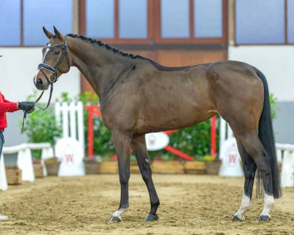 dressage horse Salom'e (Hanoverian, 2019, from Sarotti Mocca-Sahne)