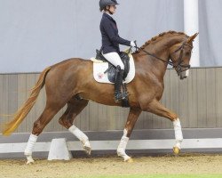 dressage horse Zensation (Westphalian, 2021, from Zoom 8)