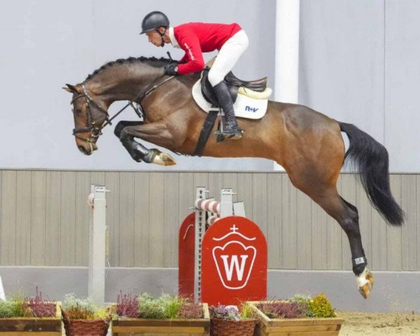 jumper Come Casdorff (German Sport Horse, 2019, from Come Together)