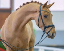 dressage horse Rubin (Rhinelander, 2020, from Rubin Royal OLD)