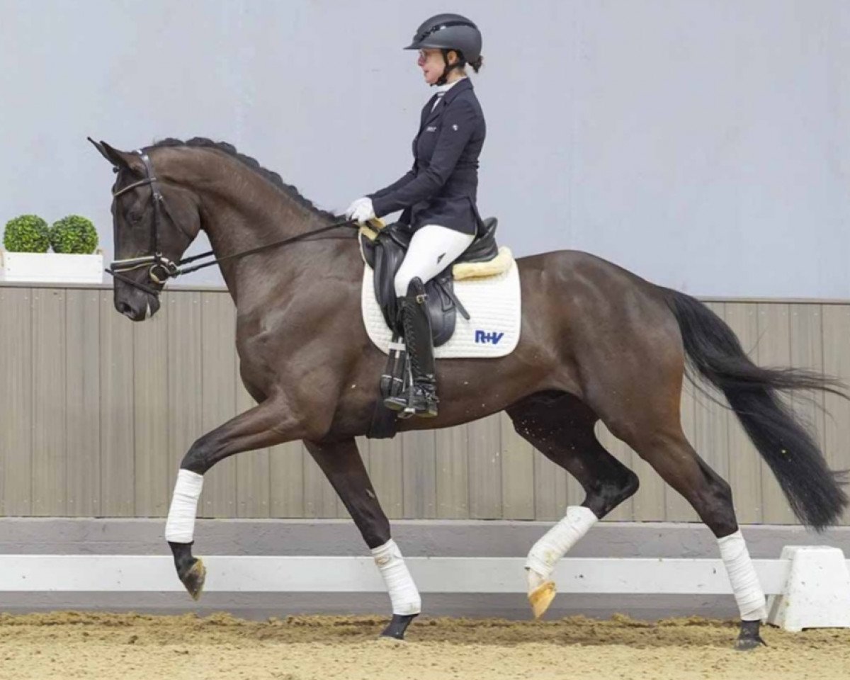 Dressurpferd Dynamite (Deutsches Sportpferd, 2021, von Danciero 7)