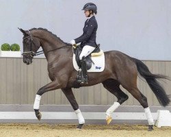 dressage horse Dynamite (German Sport Horse, 2021, from Danciero 7)