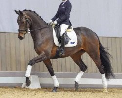 dressage horse Zora (Westphalian, 2020, from Blue Hors Zackorado)