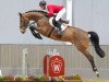 jumper Kimmich (Hanoverian, 2019, from Karajan)