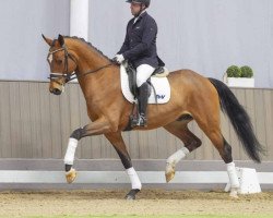 dressage horse Bruno DS (Hanoverian, 2020, from Bon Courage 4)