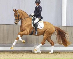 dressage horse Fuego-Vitz (Oldenburg, 2020, from Fuechtels Floriscount OLD)