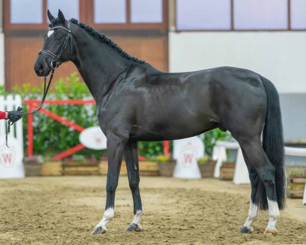 dressage horse Extraordinaire (Hanoverian, 2020, from Escamillo)