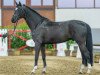 dressage horse Extraordinaire (Hanoverian, 2020, from Escamillo)