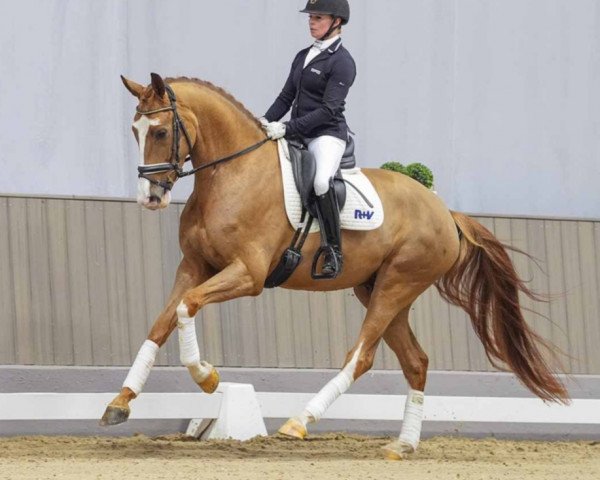 dressage horse Dupont (Westphalian, 2019, from Dohnanyi 5)