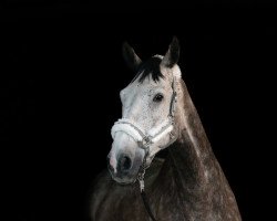 Pferd Condor (Deutsches Reitpferd, 2014, von Coreggio)