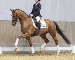 dressage horse Billy (Westphalian, 2020, from Bonds)