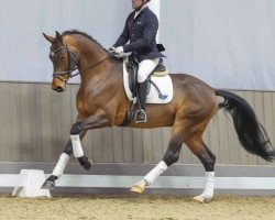 dressage horse Darius (Hanoverian, 2020, from D'Egalite)