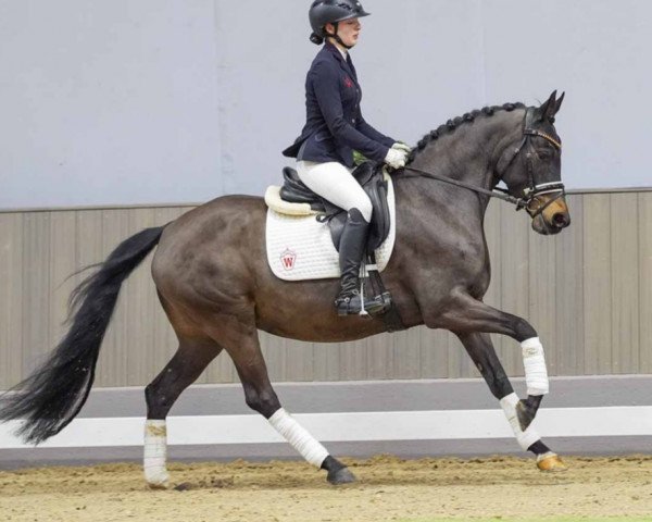 dressage horse Glamour Girl 29 (German Riding Pony, 2019, from Golden Grey NRW)