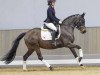 Dressurpferd Glamour Girl 29 (Deutsches Reitpony, 2019, von Golden Grey NRW)