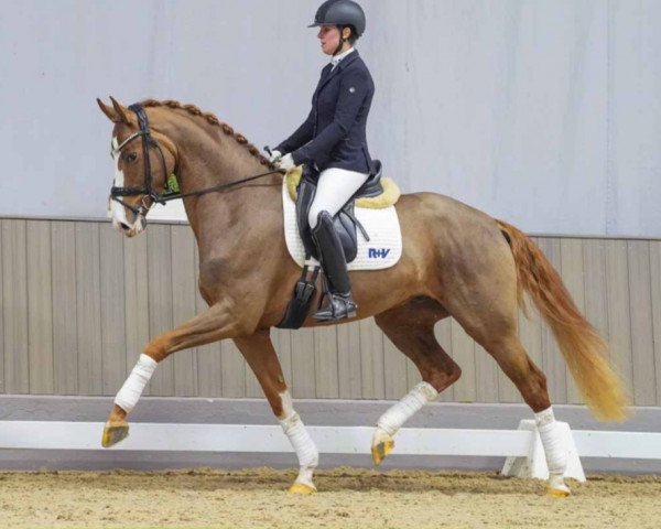 dressage horse Ferro (Westphalian, 2019, from Franziskus FRH)